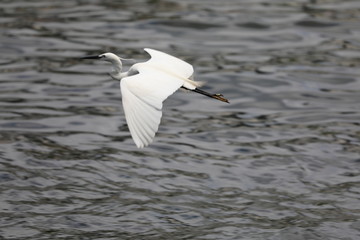 egret in flight