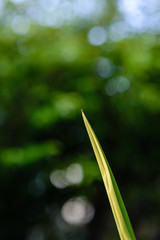 Fototapeta premium The sharp tip of the leaf is slender. The background image is a green bokeh for copy space.