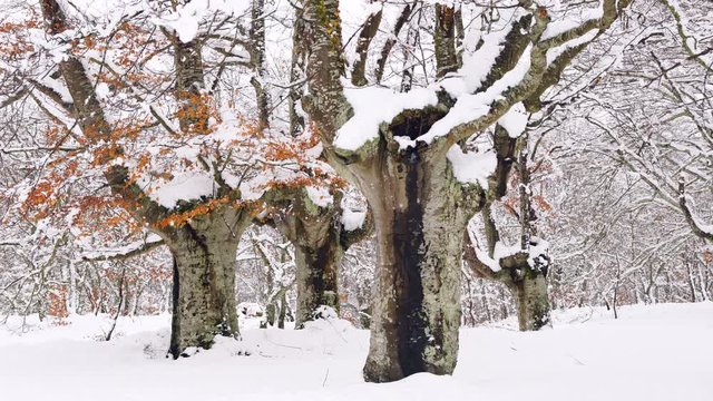 Hayedo Trasmocho, Beech forest, Gorbeia Natural Park, Alava, Basque Country, Spain, Europe