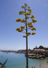 Naklejka premium Aloe's flower in Cascais ocean view