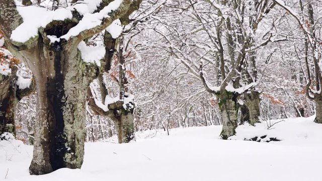 Hayedo Trasmocho, Beech forest, Gorbeia Natural Park, Alava, Basque Country, Spain, Europe