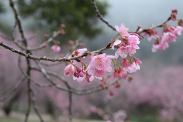 beautiful cherry blossom, pink flower