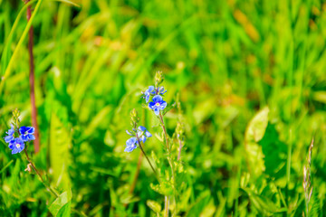 Blue flowers of forget-me-not in the grass. Small flowers. Summer flowers