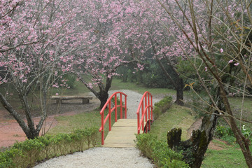 Fototapeta na wymiar red bridge in cherry park, in Campos do Jordão