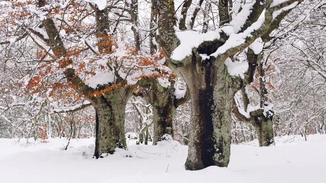 Hayedo Trasmocho, Beech forest, Gorbeia Natural Park, Alava, Basque Country, Spain, Europe