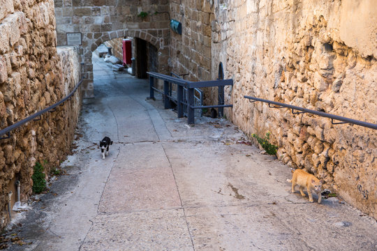 Old street of town Akko in Israel with cats