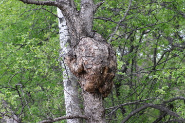 Plant desease - big tumor on alive tree. Environment pollution result.