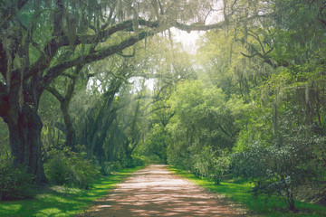 Atmospheric forest road in the American South.  Scenery of nature with sun rays through the calm morning forest. © sophonk