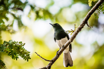 Oriental Magpie Robin The beautiful bird,