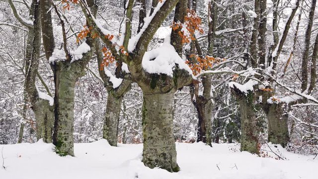 Hayedo Trasmocho, Beech forest, Gorbeia Natural Park, Alava, Basque Country, Spain, Europe