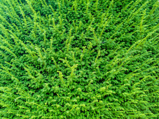 Small green leaves covering the entire image for beautiful backgrounds