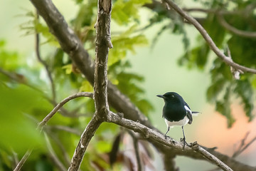 Oriental Magpie Robin The beautiful bird,