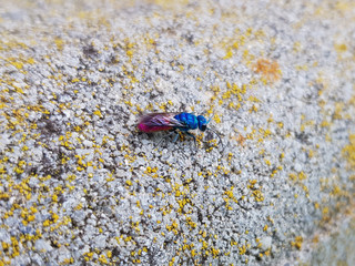 Beautiful blue and red fly photographed in Spain