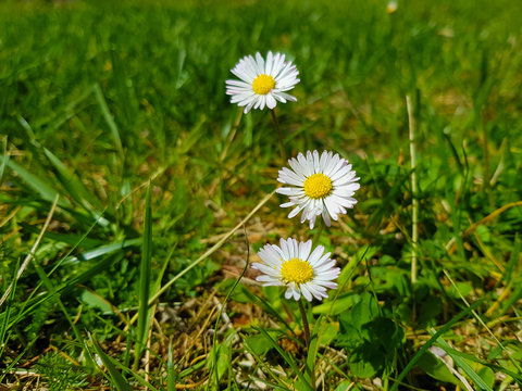 Picture of three daisies with grass bottom