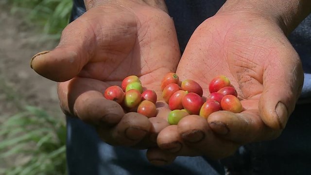 A still close up shot of red and ripe fruits on the dirty palms of a person with the lines and crease of the palms prominent on a warm and sunny day