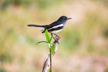Oriental Magpie Robin The beautiful bird,