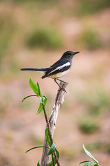 Oriental Magpie Robin The beautiful bird,