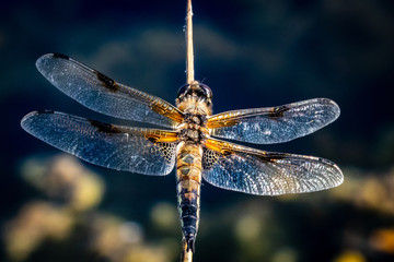 blue dragonfly