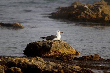 Seagull sitting on the stone of sea coast near the water.
