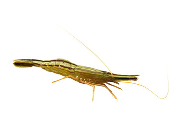 Alive shrimp Pandalus latirostris isolated on white background closeup