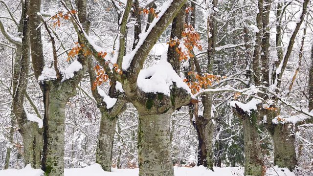 Hayedo Trasmocho, Beech forest, Gorbeia Natural Park, Alava, Basque Country, Spain, Europe