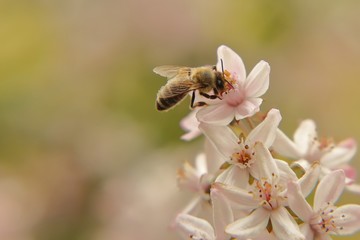 Honey bee on a blooming Deutzia