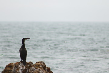 Alone cormorant on the sea and sky background. Copy space for text, design template.