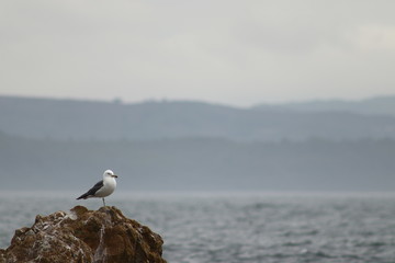 Alone seagull on the stone. Copy space for  text.
