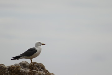 Alone seagull on the stone. Copy space for  text.