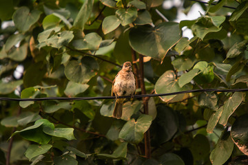 Common Tailorbird on tree
