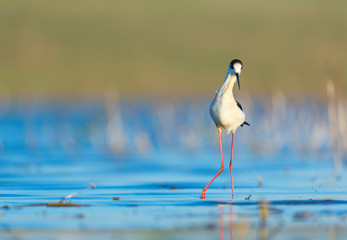 Black-winged stilt, common stilt, or pied stilt (Himantopus himantopus)