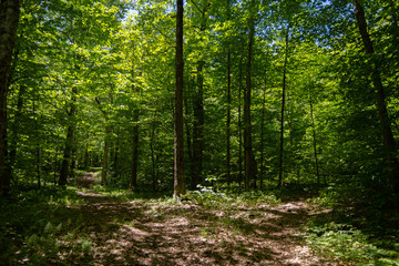 Fototapeta premium Paths in the forest