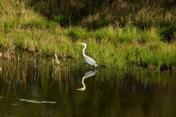 Grey heron Ardea cinerea on the coast of the lake with calm reflecting water on the green grass background.