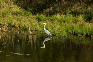 Grey heron Ardea cinerea on the coast of the lake with calm reflecting water on the green grass...