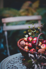 A basket full of ripe apples in the garden