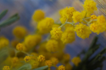 Yellow flowers mimosa. The branches of flowers. Bouquet on March 8