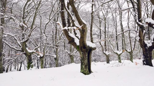 Hayedo Trasmocho, Beech forest, Gorbeia Natural Park, Alava, Basque Country, Spain, Europe