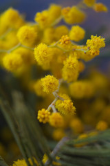 Yellow flowers mimosa. The branches of flowers. Bouquet on March 8