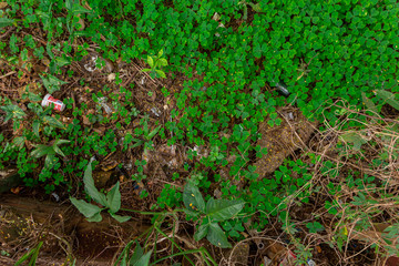 Textura verde trebol 