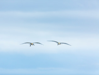 Eurasian spoonbill or common spoonbill (Platalea leucorodia)