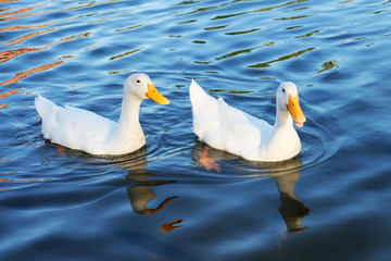 Couple of white ducks