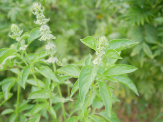 Hairy Basil flower close up. Specific fragrant plant for Thai food