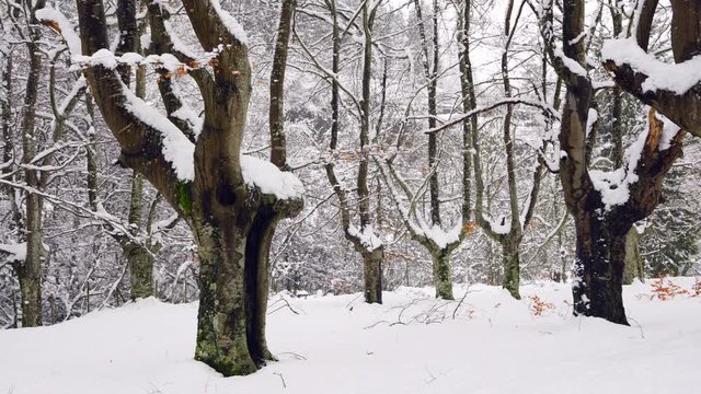 Hayedo Trasmocho, Beech forest, Gorbeia Natural Park, Alava, Basque Country, Spain, Europe