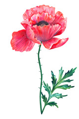 Beautiful red flower poppy with leaf. Hand drawn watercolor illustration. Isolated on white background.