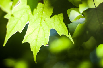 Sun shining through green maple leaves