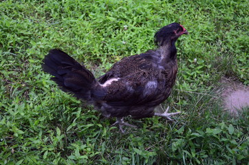 Bald Easter Egger Hen