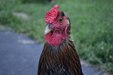 Golden Laced Wyandotte Portrait