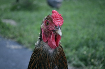 Golden Laced Wyandotte Portrait