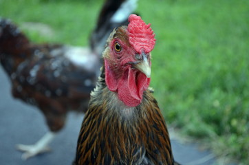 Golden Laced Wyandotte Portrait