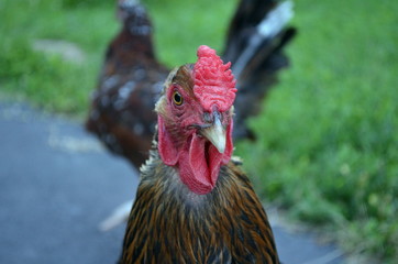 Golden Laced Wyandotte Portrait